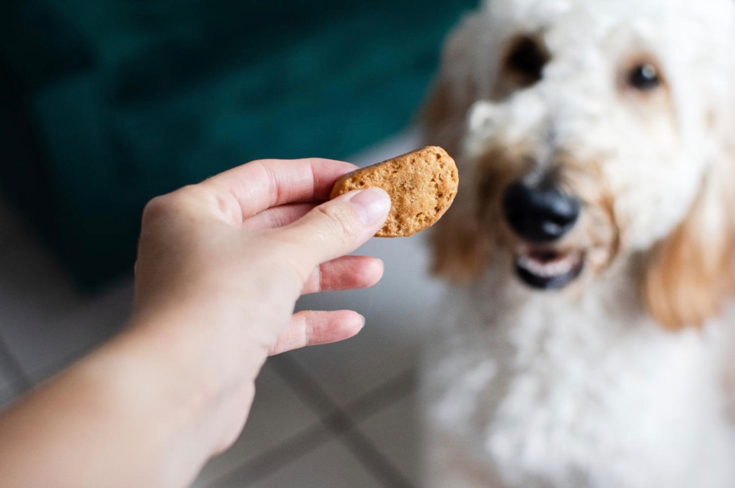 [MAX] オメガ3とオメガ6は、ペットのボウルに秘められた長寿の鍵です。