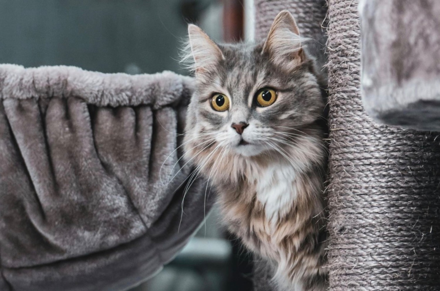 [MAX] 猫の腎不全を認識し止める方法