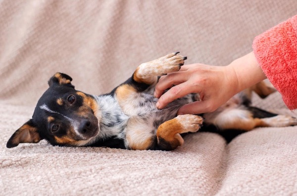 [MAX] プロバイオティクスとプレバイオティクスがペットの消化器を守る仕組み