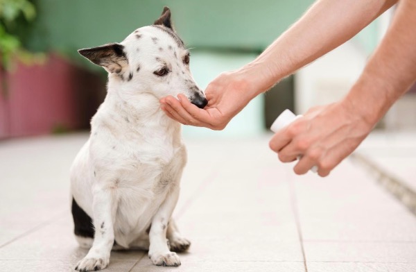 [MAX] ビタミン・トラップ：子犬・子猫の世話が知らぬ間に脅威に変わるのを防ぐ方法