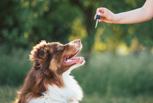 [MAX] ペット用のサプリメントを与える目的：サプリ選びのポイントや注意点を解説
