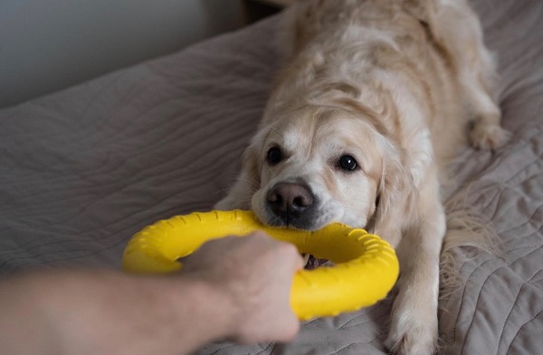 [MAX] ドッグショーの運営方法と初心者が知っておくべきこと
