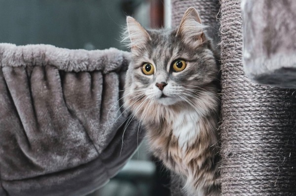 [MAX] 猫の腎不全を認識し止める方法