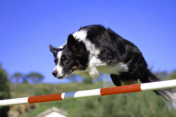 [MAX] ドッグスポーツがペットと飼い主の人生を変える