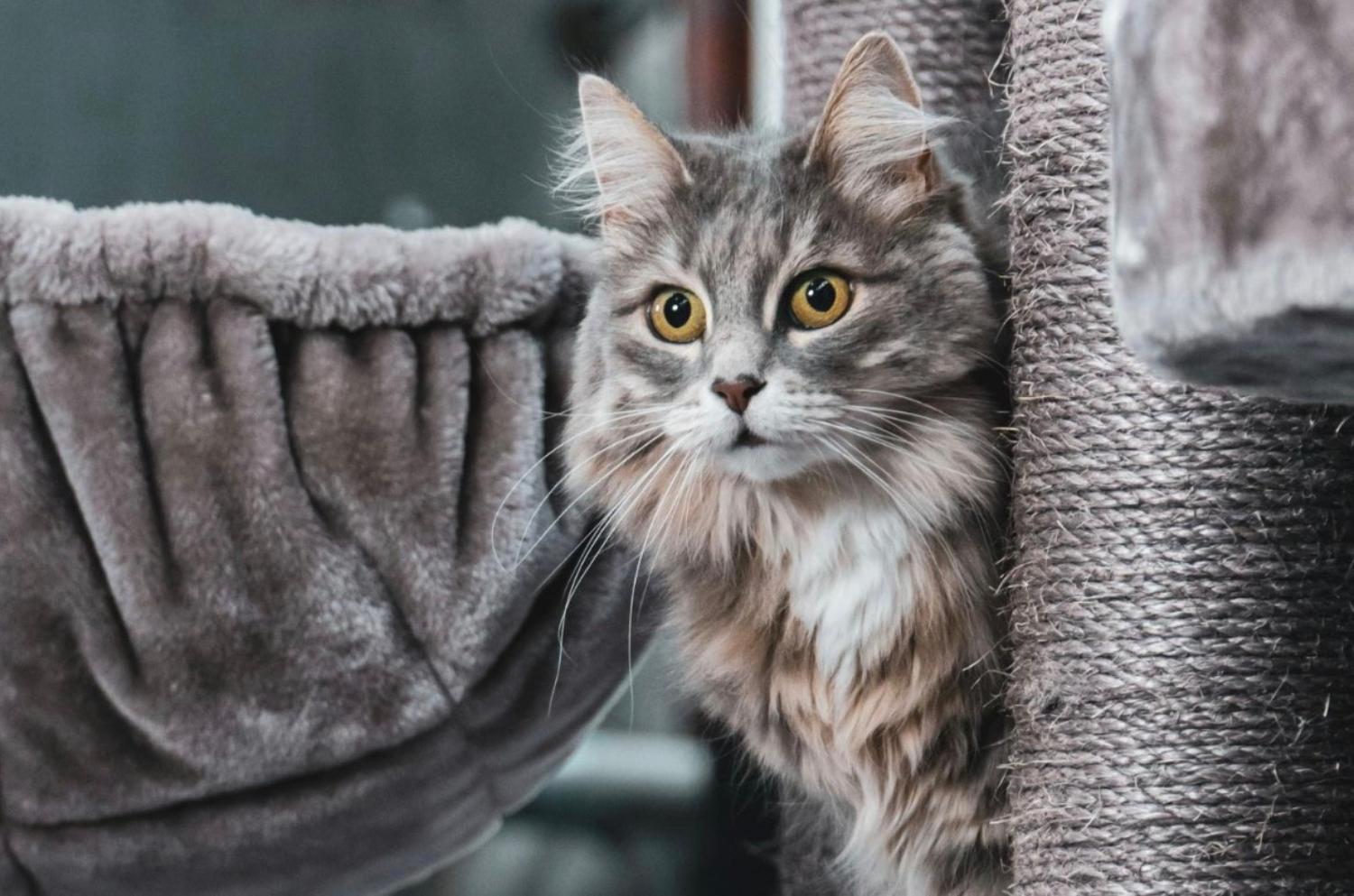 記事画像 「チャリティーフェスティバルが人と動物の生活を変える」