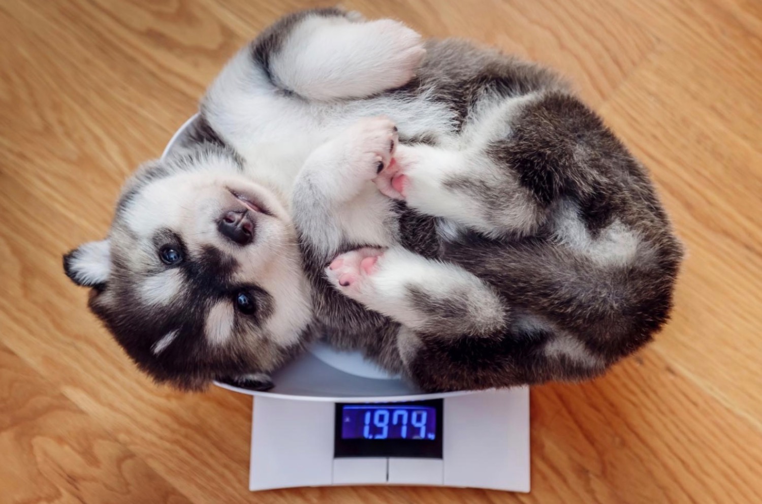 記事画像 「ダイエットが必要なワンちゃん、冬の体重管理とやさしい栄養サポート」