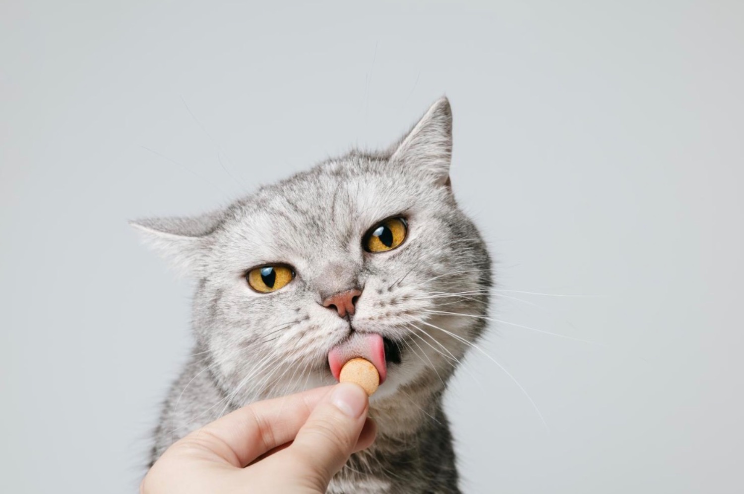 記事画像 「猫の腎不全を認識し止める方法」