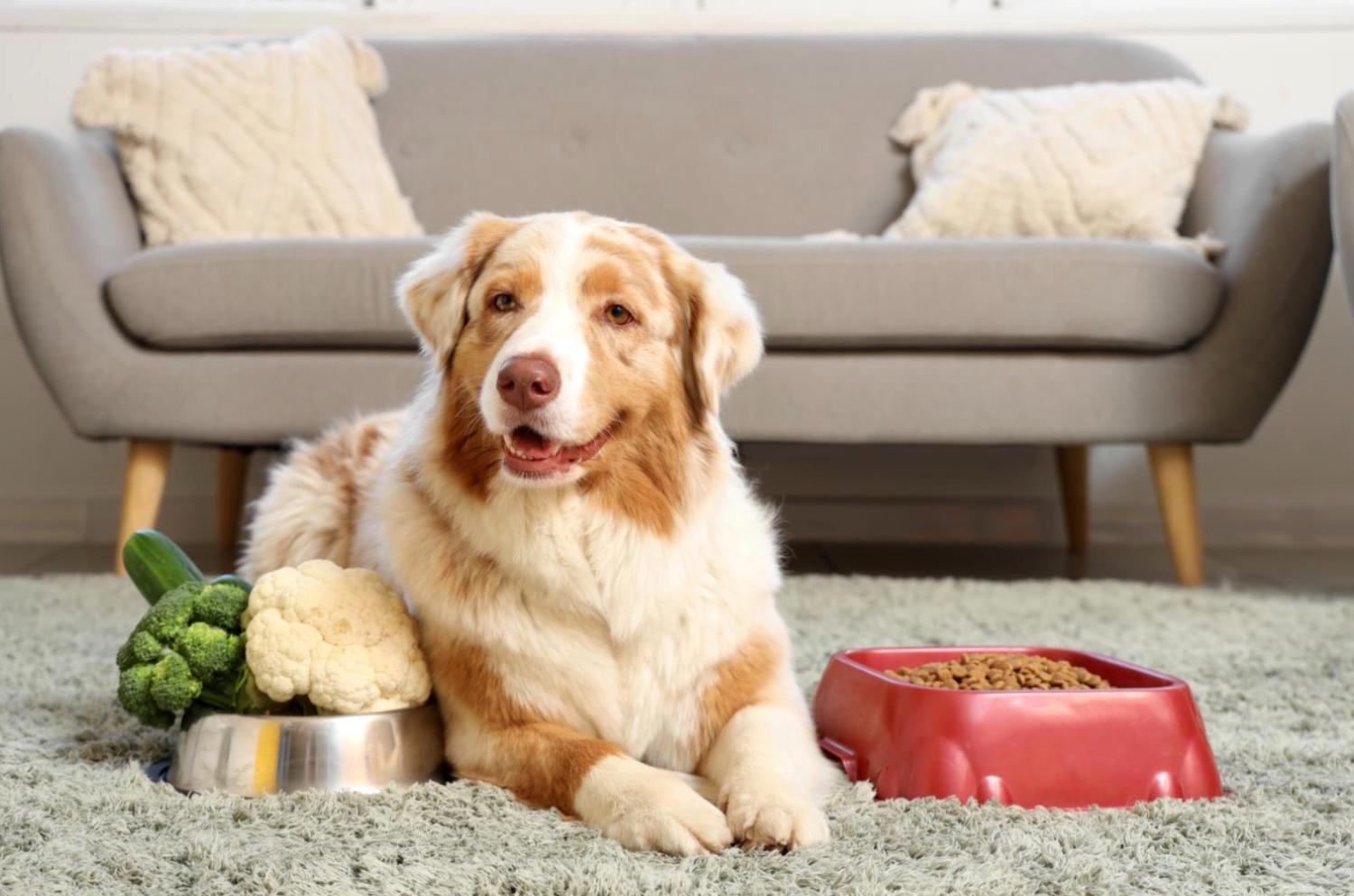 記事画像 「ドッグショーの運営方法と初心者が知っておくべきこと」