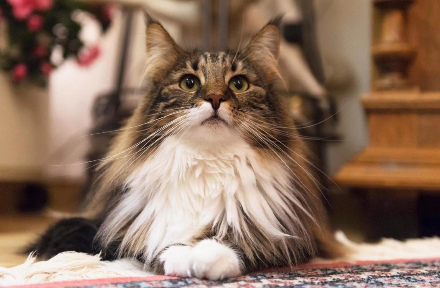 記事画像 「皮膚の下のデジタルパスポート：犬と猫のマイクロチップについて知っておくべきすべて」