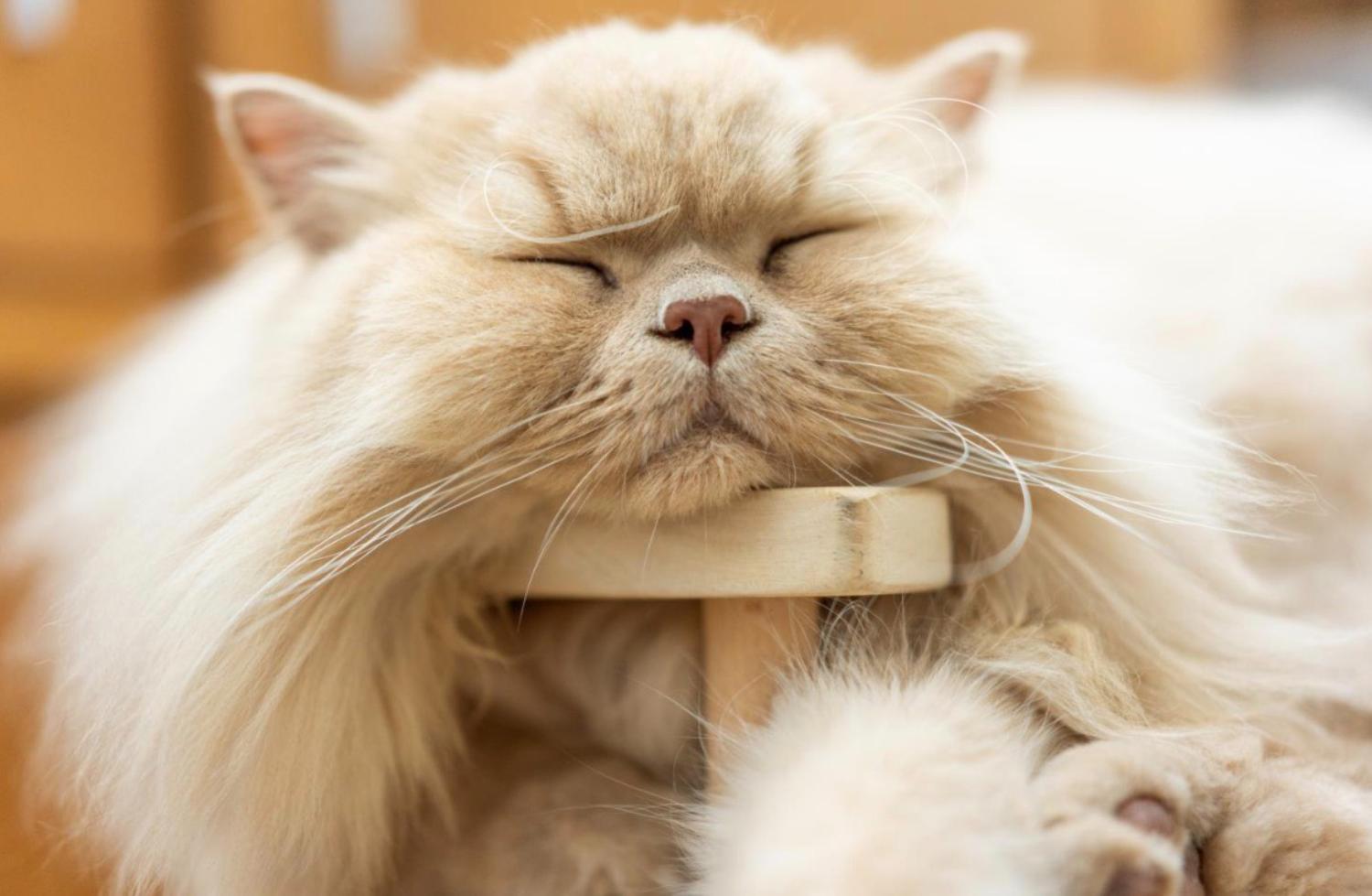 記事画像 「薬としての食事：ペットのボウルが未来を左右するリモコンである理由」
