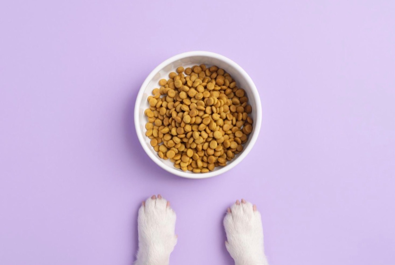 記事画像 「なぜ特定の犬種は他より長生きするのか？そして私たちはいかにして寿命を延ばせるのか？」