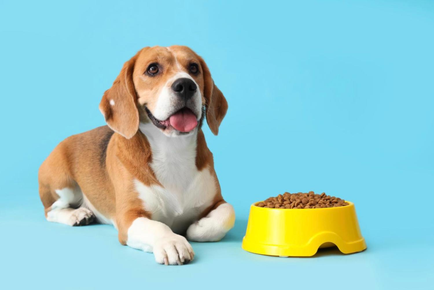 記事画像 「薬としての食事:ペットのボウルが未来を左右するリモコンである理由」 記事画像 「薬としての食事:ペットのボウルが未来を左右するリモコンである理由」