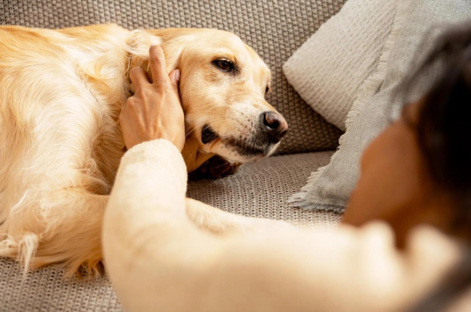 記事画像 「プロバイオティクスとプレバイオティクスがペットの消化器を守る仕組み」