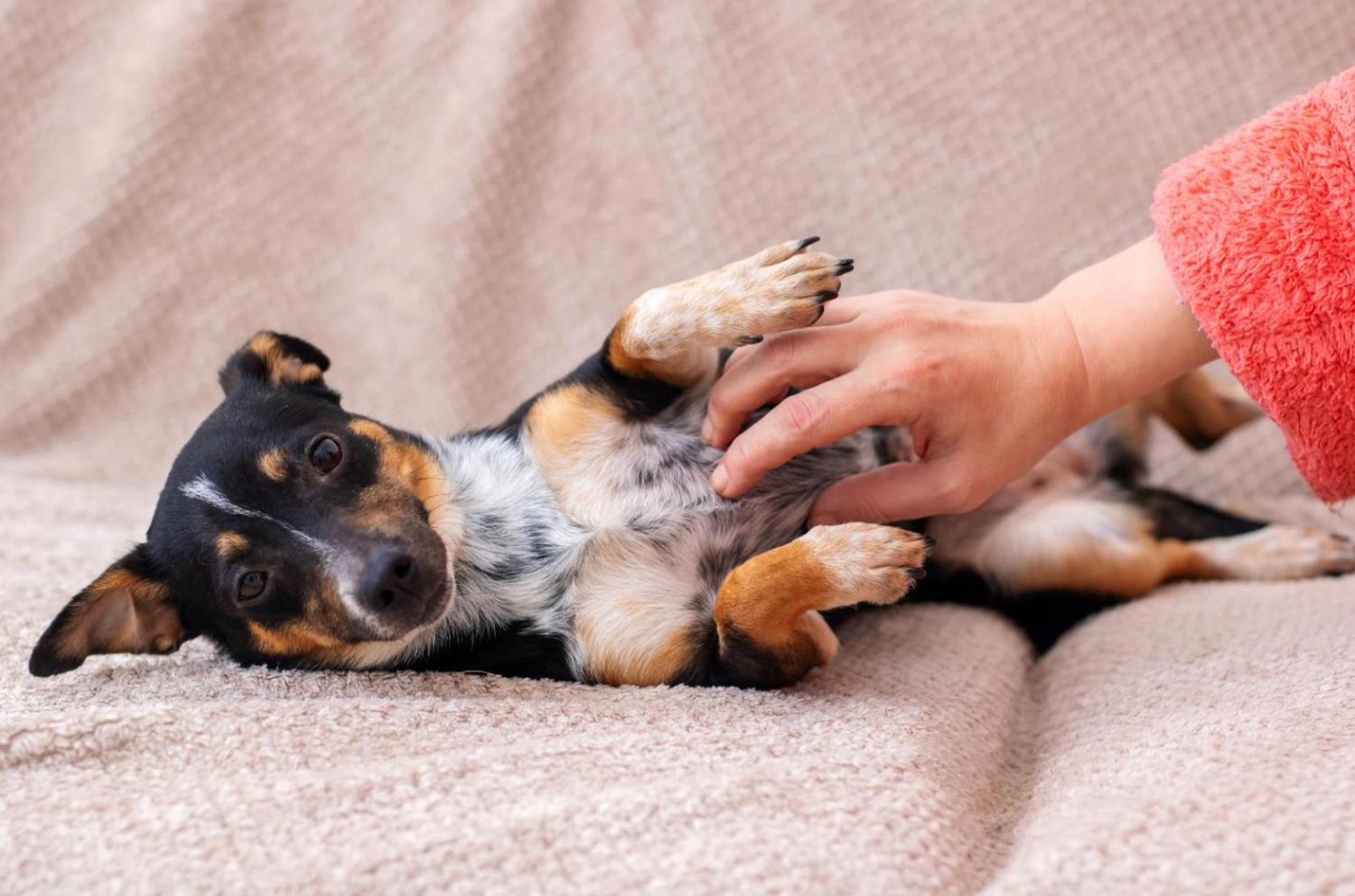 記事画像 「捕食者の微笑み：ペットの長寿を左右する歯の健康」