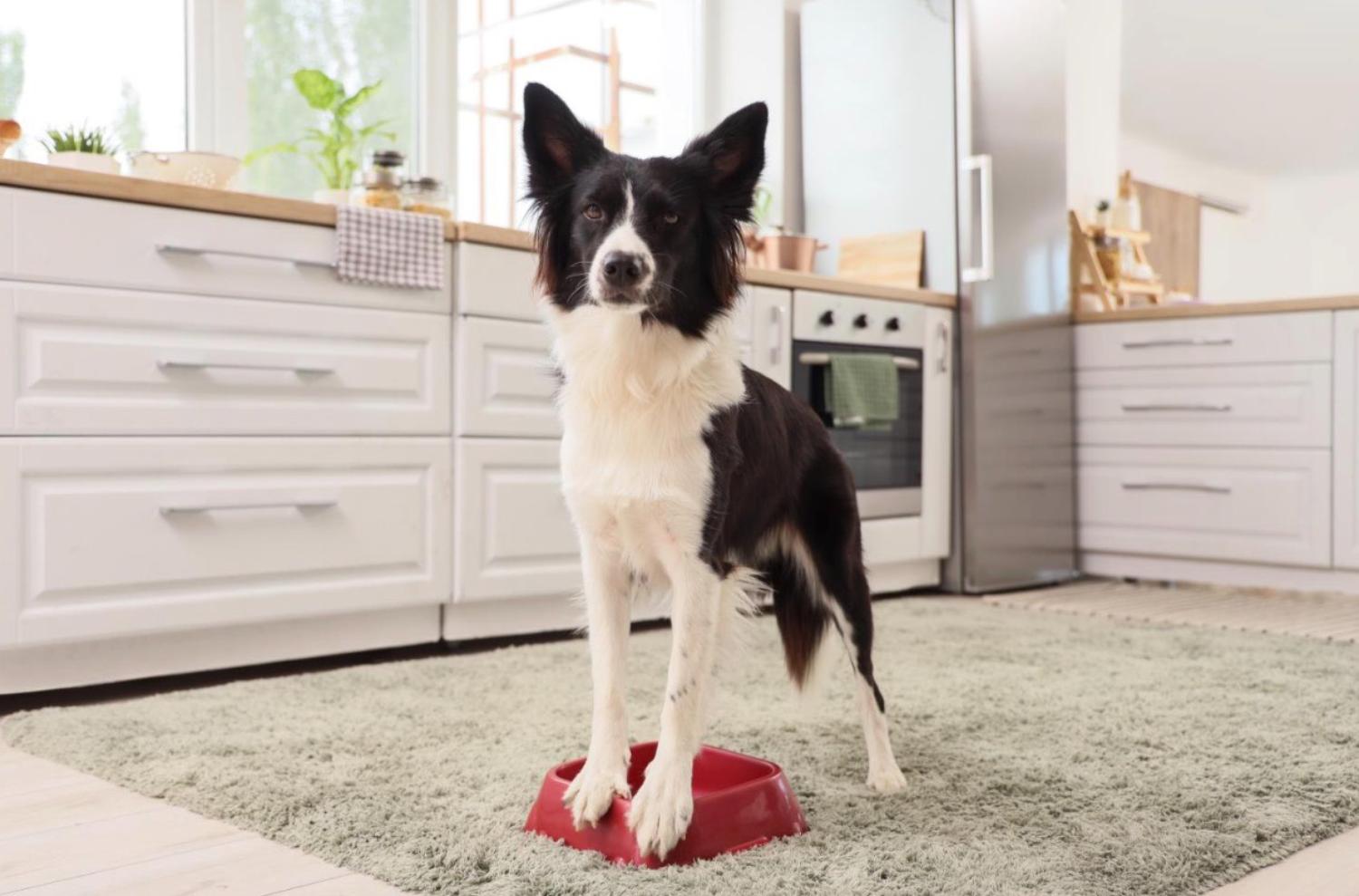 記事画像 「ドッグスポーツがペットと飼い主の人生を変える」