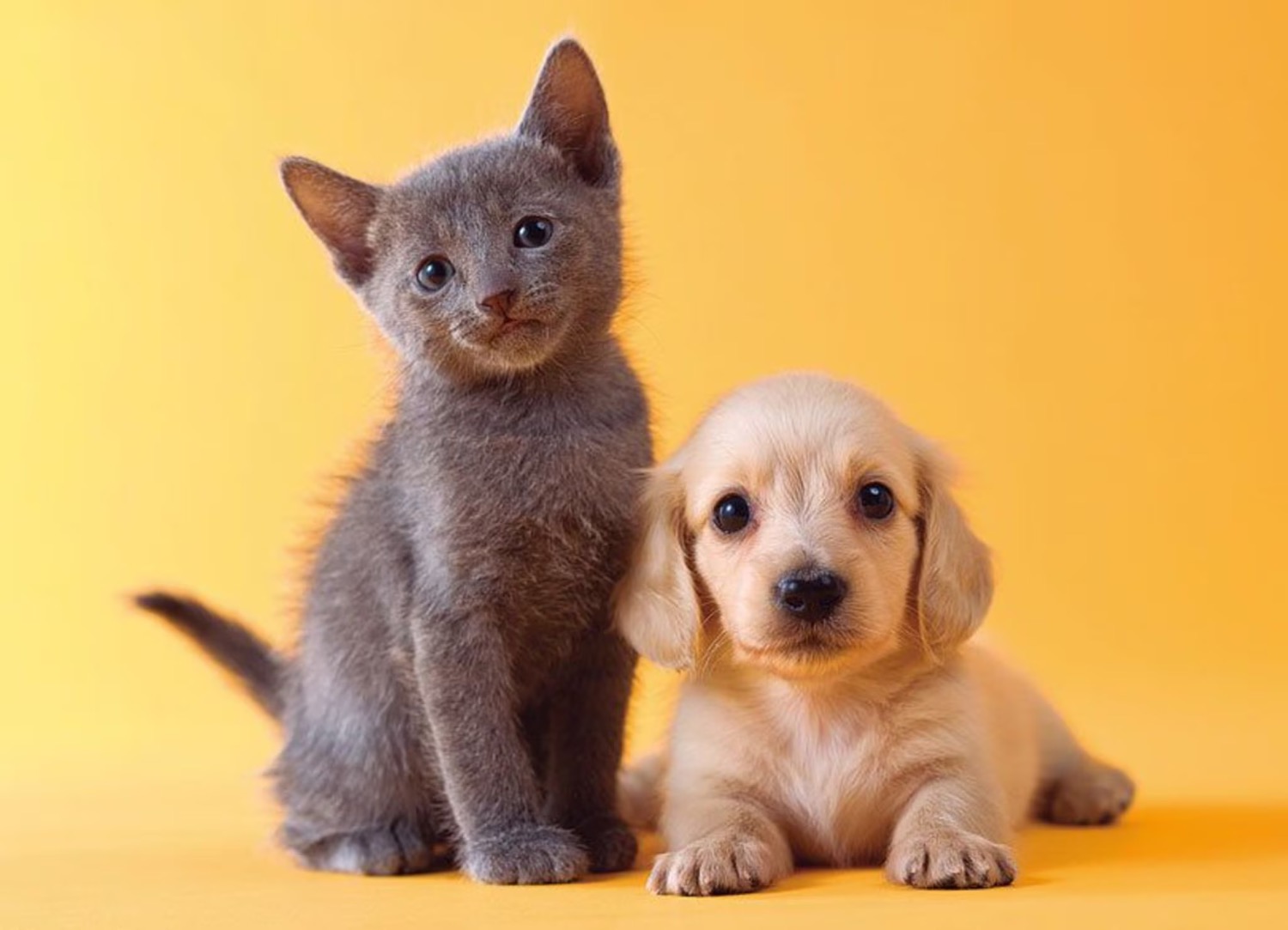 記事画像 「ドッグショーの運営方法と初心者が知っておくべきこと」