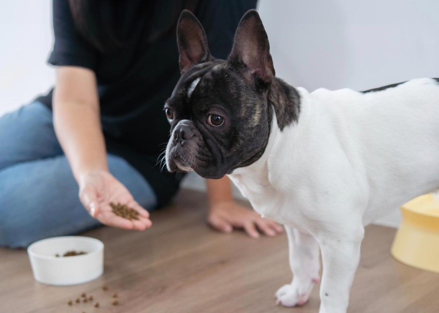 記事画像 「捕食者の微笑み：ペットの長寿を左右する歯の健康」